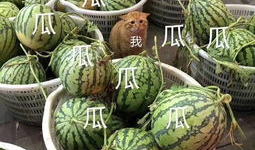 娱乐吃瓜头像,吃瓜群众眼中的明星幕后故事