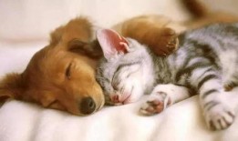 娱乐吃瓜君猫猫狗狗,猫猫狗狗的趣味生活大揭秘