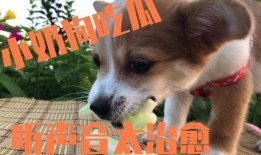 娱乐吃瓜酱小动物,揭秘小动物界的趣味故事