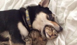 娱乐吃瓜君猫猫狗狗,猫猫狗狗的趣味生活大揭秘