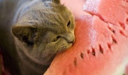 娱乐吃瓜酱小动物,揭秘小动物界的趣味故事